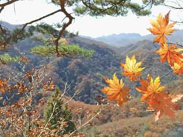 隊(duì)列動態(tài)，自然美景的心靈之旅探索