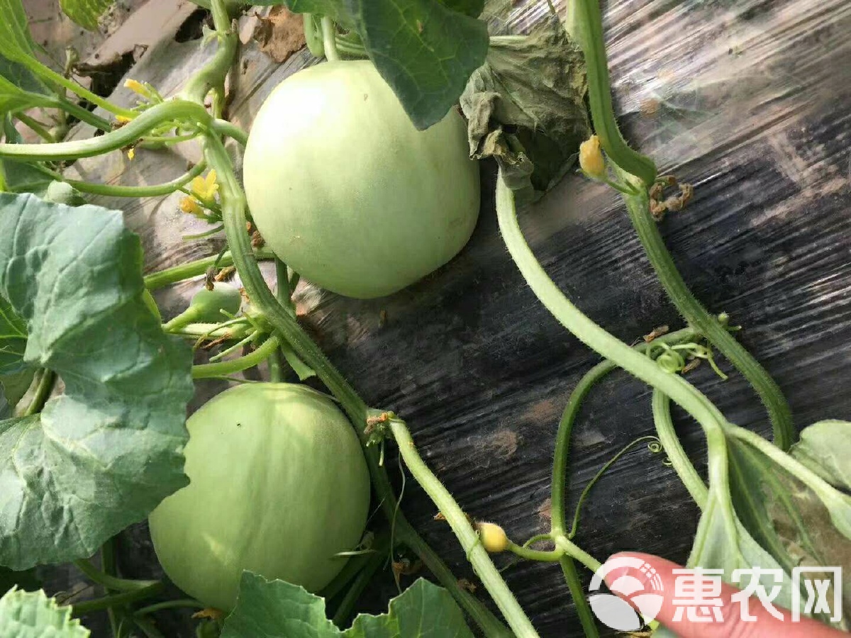 閆良甜瓜行情揭秘，夏日甜瓜情緣與夏日記憶