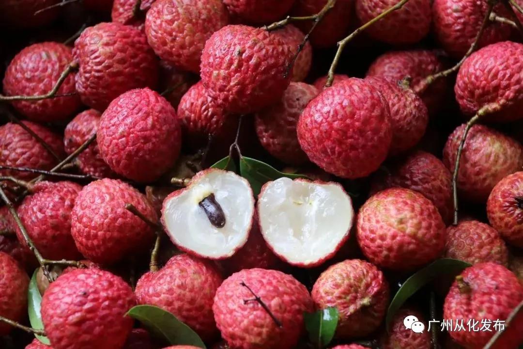 廣東荔枝最新動態(tài)，甜蜜家庭時(shí)光與荔枝的緣分